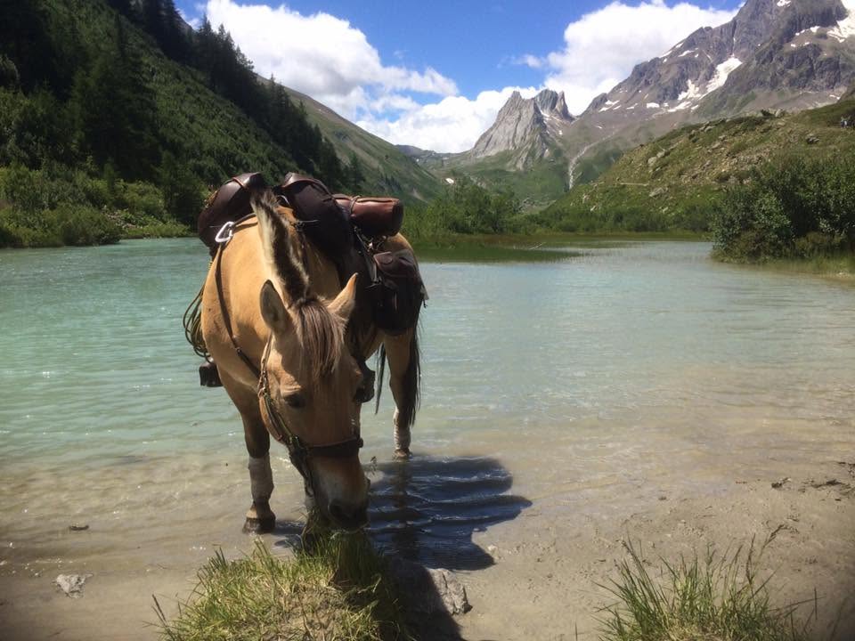 Kamaée s'abreuvant dans un lac turquoise face aux aiguilles