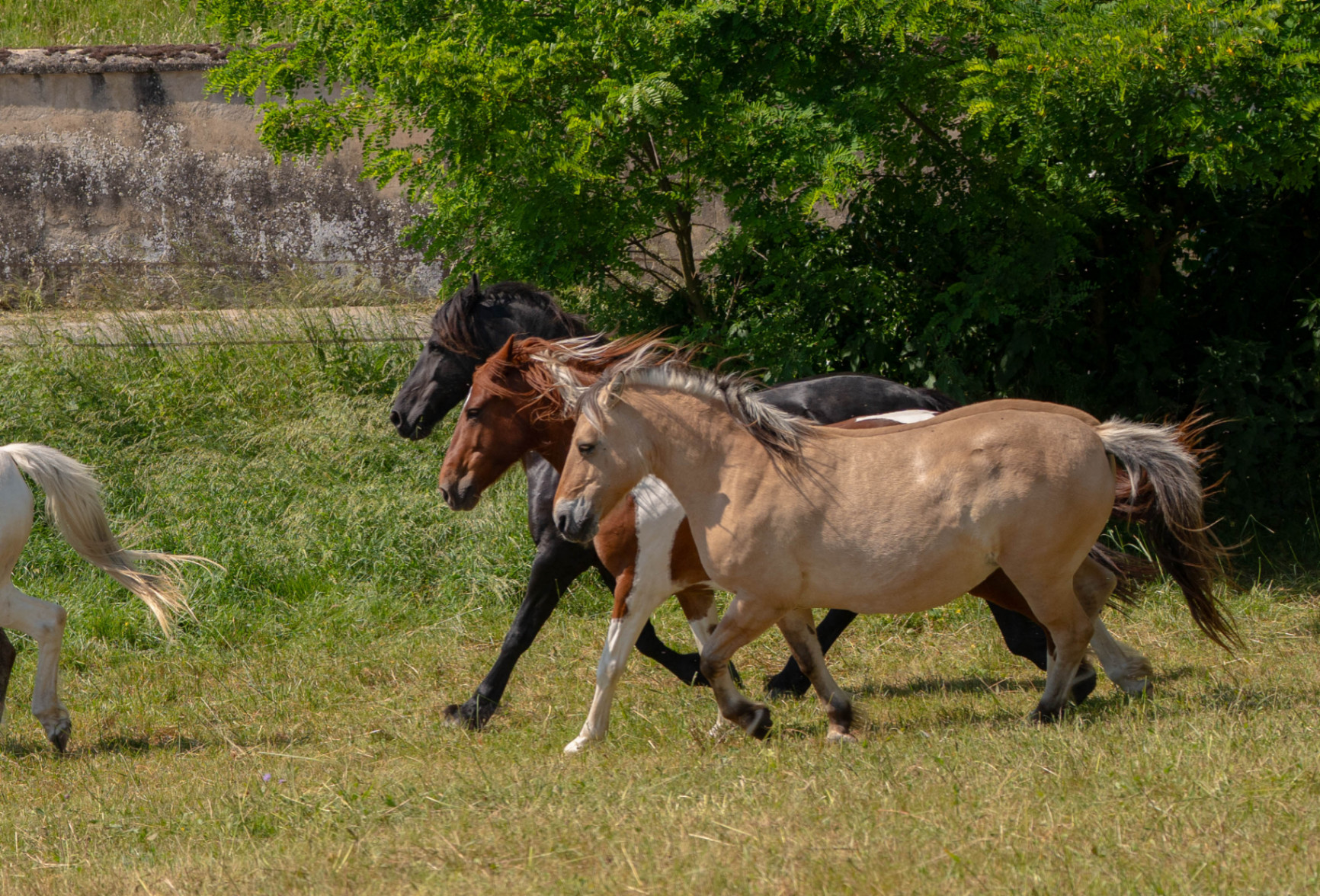 Kamaée et ses compagnons au pré en Isère