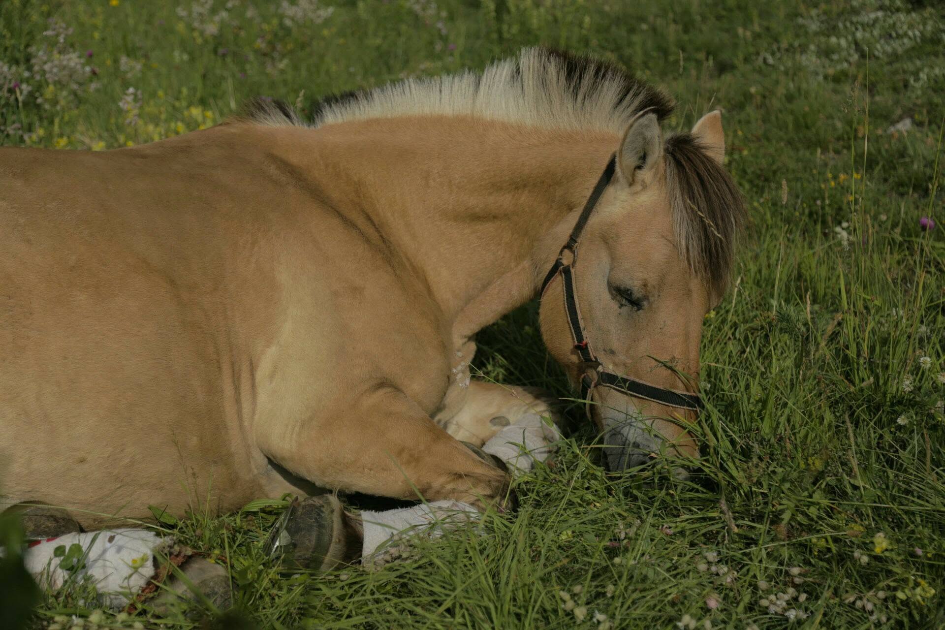 Kamaée allongée dans une prairie fleurie