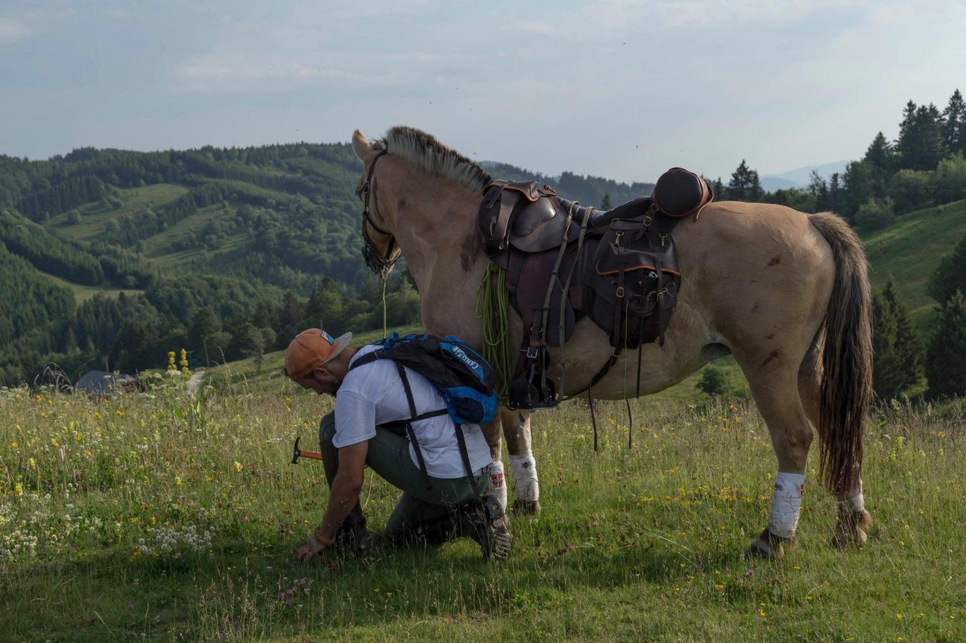 Soin attentif dans une prairie d'altitude