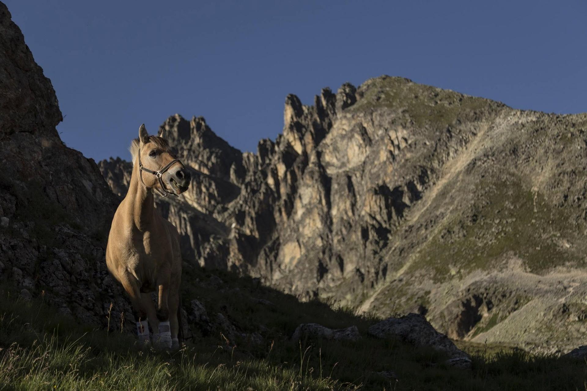 Kamaée au pied d'une crête rocheuse au coucher du soleil